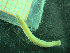  ( - BGE_00245_E12)  @11 [ ] Creative Commons BY-SA (2024) University of Bergen Natural History Collections