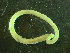  ( - BGE_00245_E04)  @11 [ ] Creative Commons BY-SA (2024) University of Bergen Natural History Collections