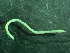  (Abyssoninoe scopa - BGE_00245_E08)  @11 [ ] Creative Commons BY-SA (2024) University of Bergen Natural History Collections
