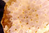  (Cribrilina spitzbergensis - BGE_00262_E09)  @11 [ ] CC-BY-SA (2024) University of Bergen, Natural History Collections University of Bergen, Natural History Collections