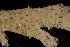  ( - BGE_00262_D07)  @11 [ ] CC-BY-SA (2024) University of Bergen, Natural History Collections University of Bergen, Natural History Collections