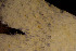  ( - BGE_00262_E12)  @11 [ ] CC-BY-SA (2024) University of Bergen, Natural History Collections University of Bergen, Natural History Collections