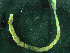  ( - BGE_00237_C03)  @11 [ ] Creative Commons BY NC SA (2025) University of Bergen Natural History Collections