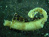 ( - BGE_00245_A05)  @11 [ ] Creative Commons BY-SA (2024) University of Bergen Natural History Collections
