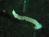  ( - BGE_00245_C02)  @11 [ ] Creative Commons BY-SA (2024) University of Bergen Natural History Collections