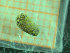  ( - BGE_00245_G09)  @11 [ ] Creative Commons BY-SA (2024) University of Bergen Natural History Collections