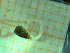  ( - BGE_00245_H10)  @11 [ ] Creative Commons BY-SA (2024) University of Bergen Natural History Collections