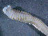  ( - BGE_00236_D08)  @11 [ ] Creative Commons BY NC SA (2025) University of Bergen Natural History Collections