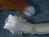  ( - BGE_00236_D08)  @11 [ ] Creative Commons BY NC SA (2025) University of Bergen Natural History Collections