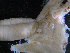  ( - BGE_00236_D12)  @11 [ ] Creative Commons BY NC SA (2025) University of Bergen Natural History Collections