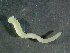  (Chone duneri - BGE_00236_E03)  @11 [ ] Creative Commons BY NC SA (2025) University of Bergen Natural History Collections