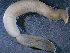  ( - BGE_00236_H09)  @11 [ ] Creative Commons BY NC SA (2025) University of Bergen Natural History Collections