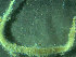  ( - BGE_00237_B04)  @11 [ ] Creative Commons BY NC SA (2025) University of Bergen Natural History Collections
