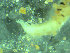  ( - BGE_00237_C01)  @11 [ ] Creative Commons BY NC SA (2025) University of Bergen Natural History Collections