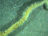  ( - BGE_00237_C01)  @11 [ ] Creative Commons BY NC SA (2025) University of Bergen Natural History Collections
