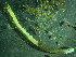  (Euchone papillosa - BGE_00237_C08)  @11 [ ] Creative Commons BY NC SA (2025) University of Bergen Natural History Collections