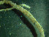  ( - BGE_00237_C09)  @11 [ ] Creative Commons BY NC SA (2025) University of Bergen Natural History Collections