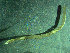  (Euchone euchone cf. papillosa - BGE_00237_D11)  @11 [ ] Creative Commons BY NC SA (2025) University of Bergen Natural History Collections