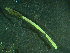  (Euchone rosea - BGE_00237_F03)  @11 [ ] Creative Commons BY NC SA (2025) University of Bergen Natural History Collections