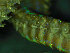 ( - BGE_00237_H07)  @11 [ ] Creative Commons BY NC SA (2025) University of Bergen Natural History Collections
