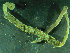 ( - BGE_00237_H08)  @11 [ ] Creative Commons BY NC SA (2025) University of Bergen Natural History Collections