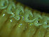  ( - BGE_00237_H11)  @11 [ ] Creative Commons BY NC SA (2025) University of Bergen Natural History Collections