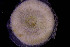  (Plagioecia - BGE_00262_H01)  @11 [ ] CC-BY-SA (2024) University of Bergen, Natural History Collections University of Bergen, Natural History Collections