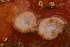  ( - BGE_00262_H01)  @11 [ ] CC-BY-SA (2024) University of Bergen, Natural History Collections University of Bergen, Natural History Collections