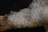  ( - BGE_00262_H11)  @11 [ ] CC-BY-SA (2024) University of Bergen, Natural History Collections University of Bergen, Natural History Collections