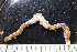  ( - BGE_00262_H11)  @11 [ ] CC-BY-SA (2024) University of Bergen, Natural History Collections University of Bergen, Natural History Collections