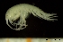 ( - BGE_00238_E08)  @11 [ ] Creative Commons BY-SA (2025) University of Bergen Natural History Collections