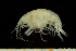  (Metopa abyssalis - BGE_00238_E05)  @11 [ ] Creative Commons BY-SA (2025) University of Bergen Natural History Collections