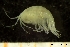  ( - BGE_00238_E06)  @11 [ ] Creative Commons BY-SA (2025) University of Bergen Natural History Collections