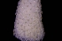  ( - BGE_00262_F11)  @11 [ ] CC-BY-SA (2024) University of Bergen, Natural History Collections University of Bergen, Natural History Collections