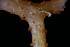  ( - BGE_00262_A07)  @11 [ ] CC-BY-SA (2024) University of Bergen, Natural History Collections University of Bergen, Natural History Collections