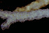  ( - BGE_00262_B07)  @11 [ ] CC-BY-SA (2024) University of Bergen, Natural History Collections University of Bergen, Natural History Collections