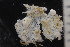  ( - BGE_00262_E10)  @11 [ ] CC-BY-SA (2024) University of Bergen, Natural History Collections University of Bergen, Natural History Collections
