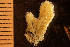  (Sarsiflustra - BGE_00264_A07)  @11 [ ] Creative Commons  Attribution Non-Commercial Share-Alike (2025) NTNU University Museum, Department of Natural History NTNU University Museum, Department of Natural History