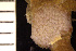  (Stomachetosellidae - BGE_00264_D06)  @11 [ ] Creative Commons  Attribution Non-Commercial Share-Alike (2025) NTNU University Museum, Department of Natural History NTNU University Museum, Department of Natural History