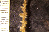  (Alcyonidium mamillatum - BGE_00264_B02)  @11 [ ] Creative Commons  Attribution Non-Commercial Share-Alike (2025) NTNU University Museum, Department of Natural History NTNU University Museum, Department of Natural History