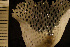  (Reteporella - BGE_00264_B09)  @11 [ ] Creative Commons  Attribution Non-Commercial Share-Alike (2025) NTNU University Museum, Department of Natural History NTNU University Museum, Department of Natural History