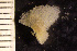 ( - BGE_00264_C07)  @11 [ ] Creative Commons  Attribution Non-Commercial Share-Alike (2025) NTNU University Museum, Department of Natural History NTNU University Museum, Department of Natural History