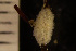  ( - BGE_00264_C08)  @11 [ ] Creative Commons  Attribution Non-Commercial Share-Alike (2025) NTNU University Museum, Department of Natural History NTNU University Museum, Department of Natural History
