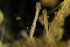  ( - BGE_00264_B10)  @11 [ ] Creative Commons  Attribution Non-Commercial Share-Alike (2025) NTNU University Museum, Department of Natural History NTNU University Museum, Department of Natural History