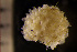  (Turbicellepora - BGE_00264_B11)  @11 [ ] Creative Commons  Attribution Non-Commercial Share-Alike (2025) NTNU University Museum, Department of Natural History NTNU University Museum, Department of Natural History