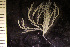  (Kinetoskias - BGE_00264_C01)  @11 [ ] Creative Commons  Attribution Non-Commercial Share-Alike (2025) NTNU University Museum, Department of Natural History NTNU University Museum, Department of Natural History