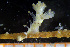  (Cyclostomatida_incertae_sedis - BGE_00264_G04)  @11 [ ] Creative Commons  Attribution Non-Commercial Share-Alike (2025) NTNU University Museum, Department of Natural History NTNU University Museum, Department of Natural History