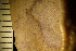  (Hippoporidridae - BGE_00264_D03)  @11 [ ] Creative Commons  Attribution Non-Commercial Share-Alike (2025) NTNU University Museum, Department of Natural History NTNU University Museum, Department of Natural History