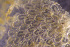  (Calloporidae - BGE_00264_F02)  @11 [ ] Creative Commons  Attribution Non-Commercial Share-Alike (2025) NTNU University Museum, Department of Natural History NTNU University Museum, Department of Natural History
