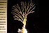  (Notoplites - BGE_00264_E10)  @11 [ ] Creative Commons  Attribution Non-Commercial Share-Alike (2025) NTNU University Museum, Department of Natural History NTNU University Museum, Department of Natural History